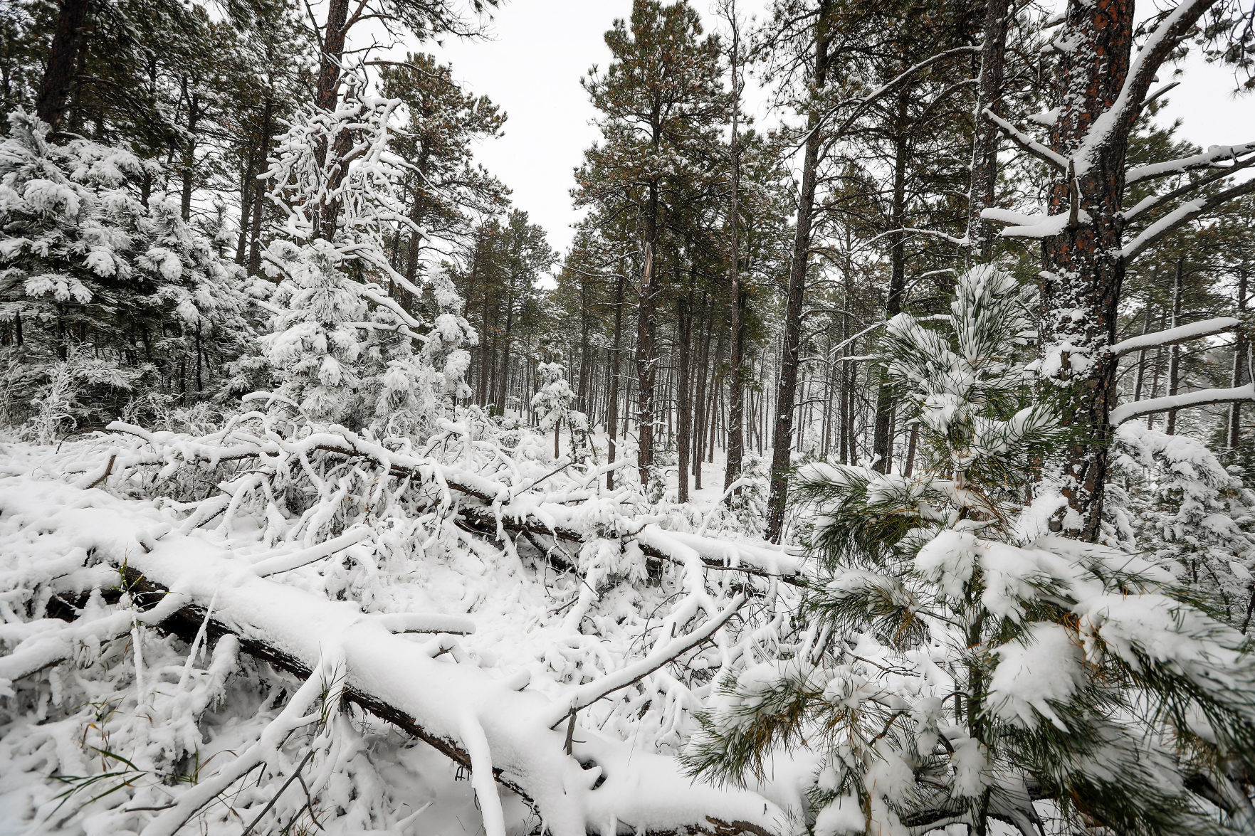 First Snowfall of the Winter